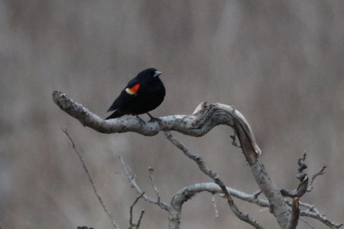 Red-winged Blackbird - ML615889469