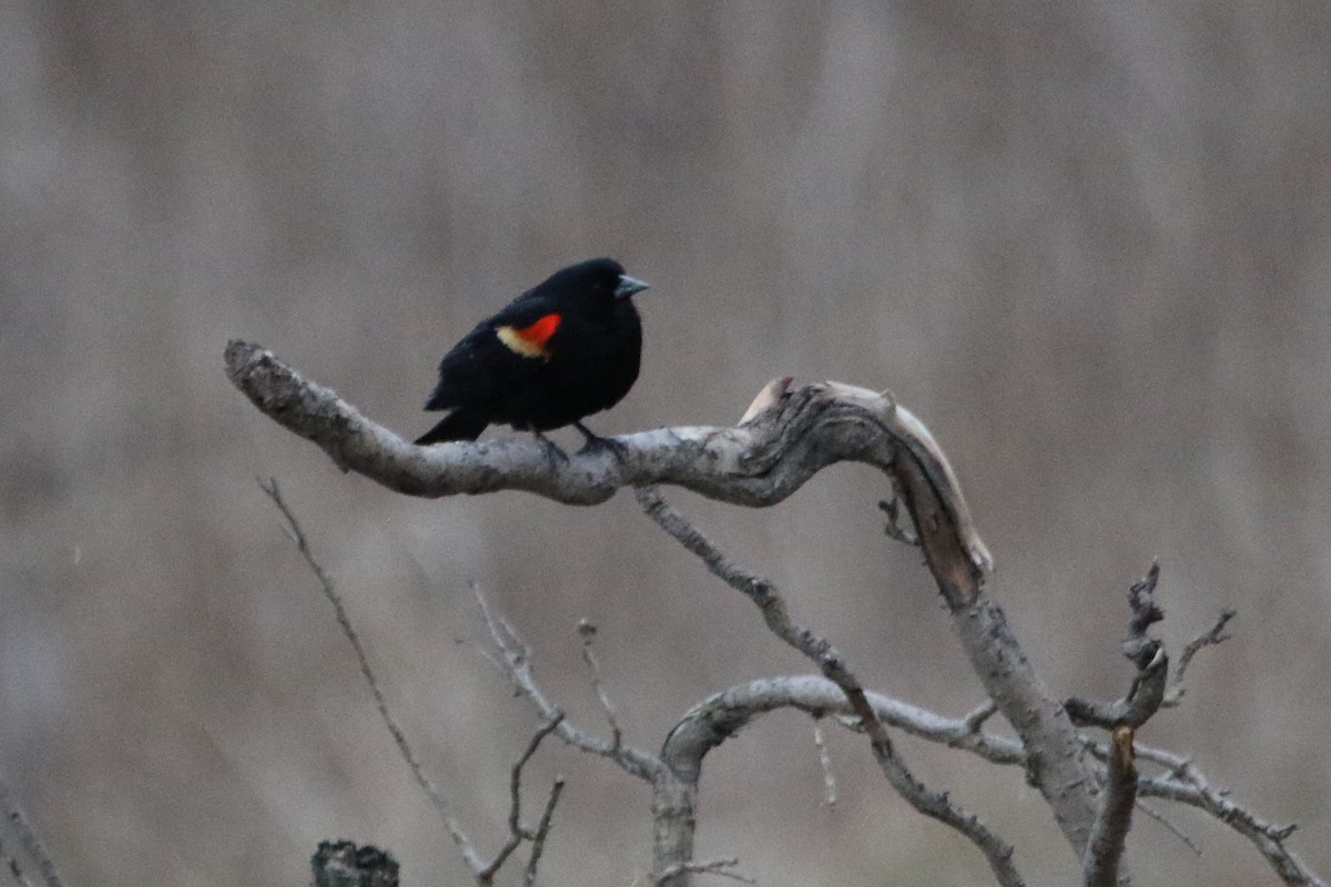 Red-winged Blackbird - ML615889470