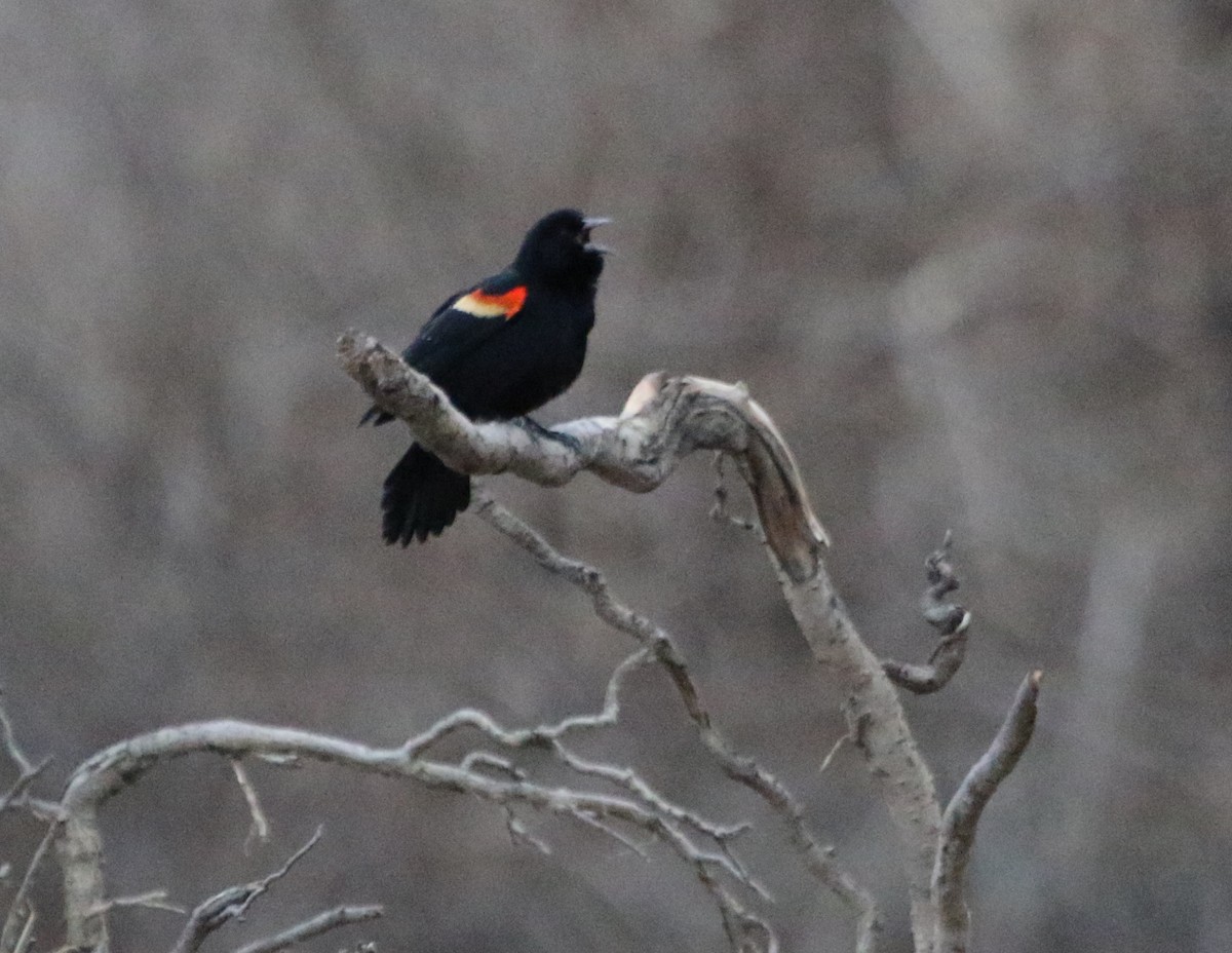 Red-winged Blackbird - ML615889471