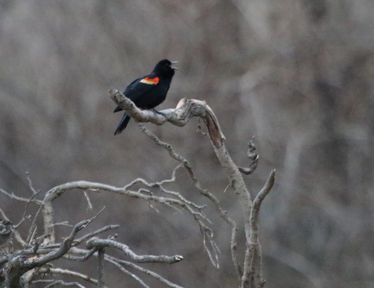 Red-winged Blackbird - ML615889473