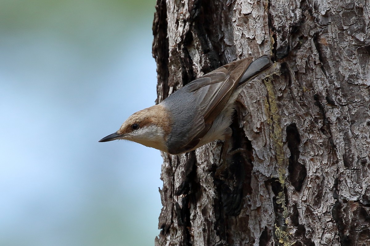 Brown-headed Nuthatch - ML615889496