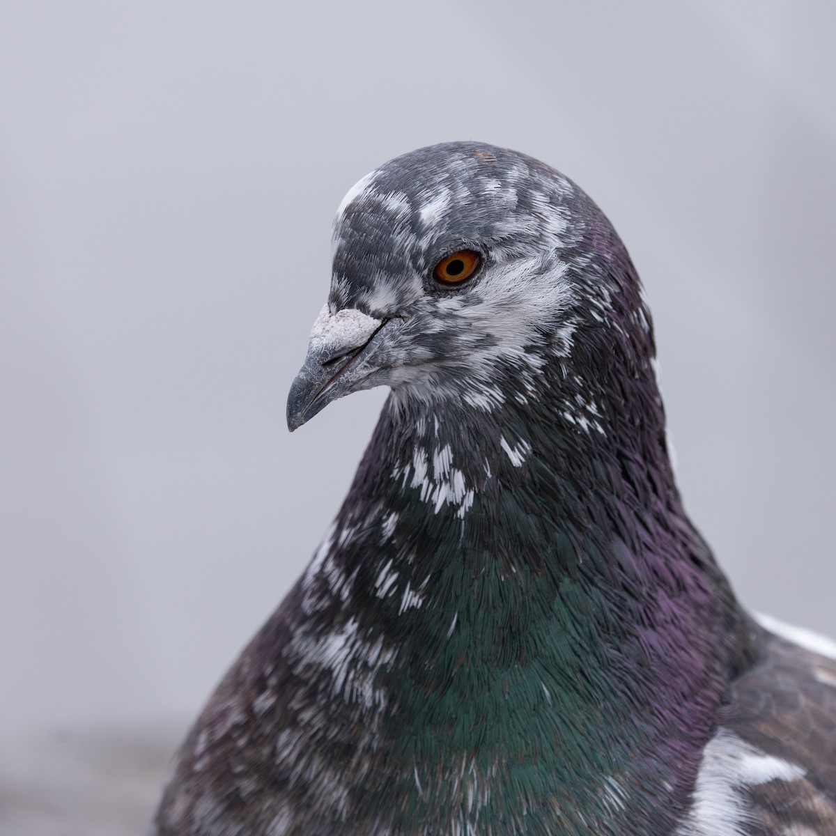 Rock Pigeon (Feral Pigeon) - ML615889561