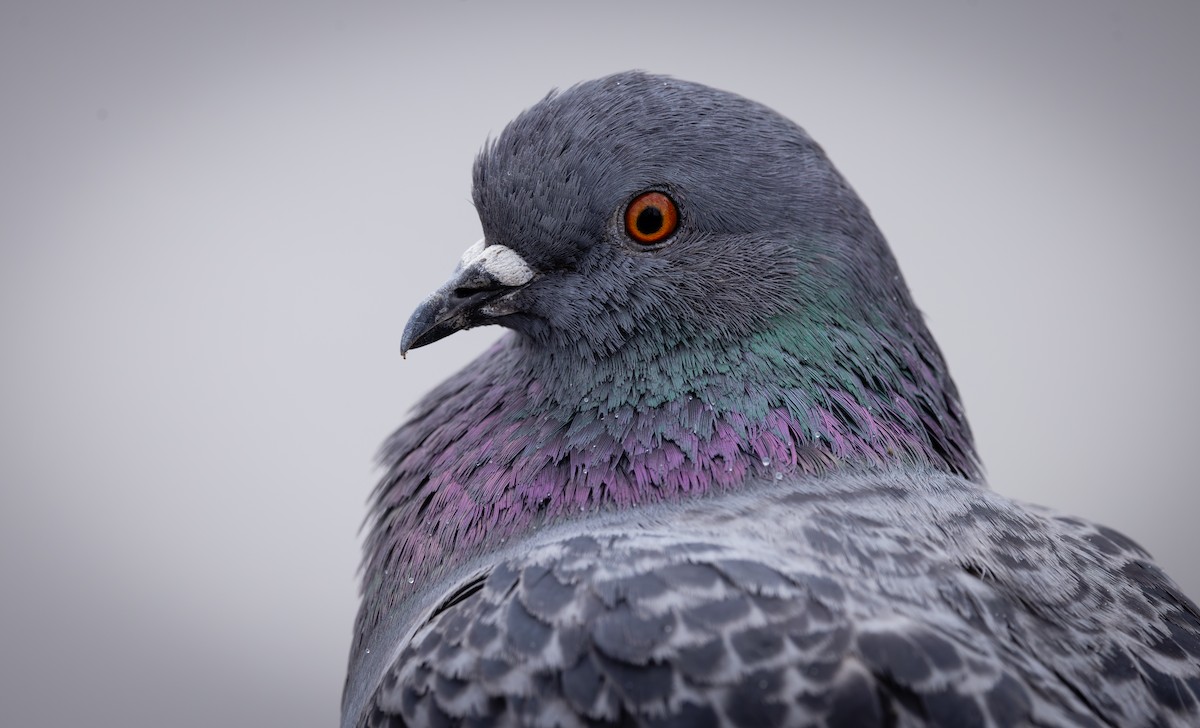 Rock Pigeon (Feral Pigeon) - ML615889562