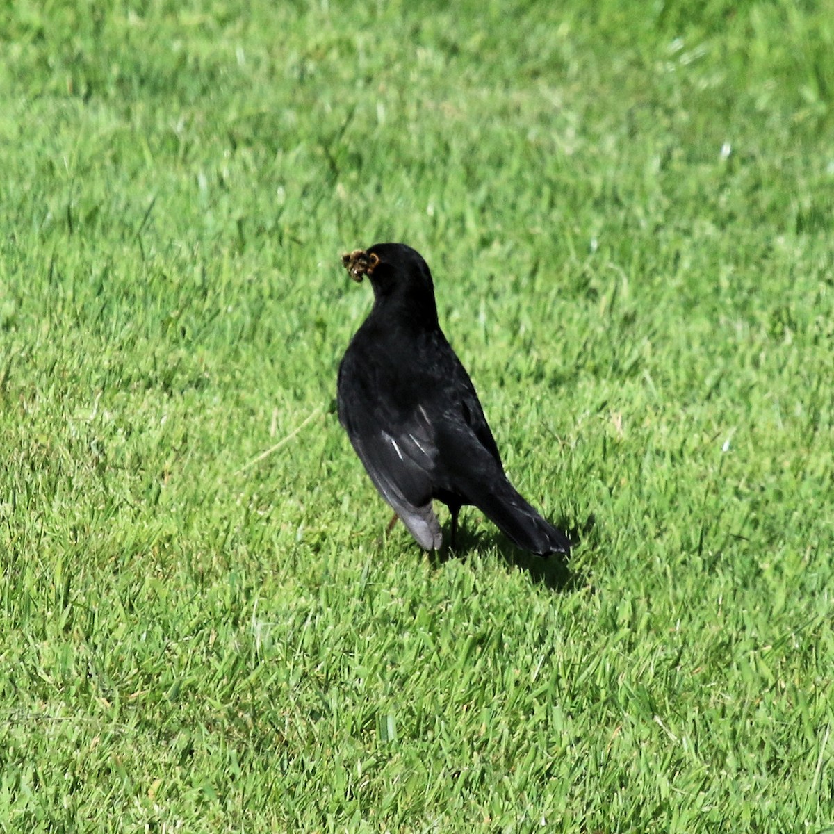 Eurasian Blackbird - ML615889644
