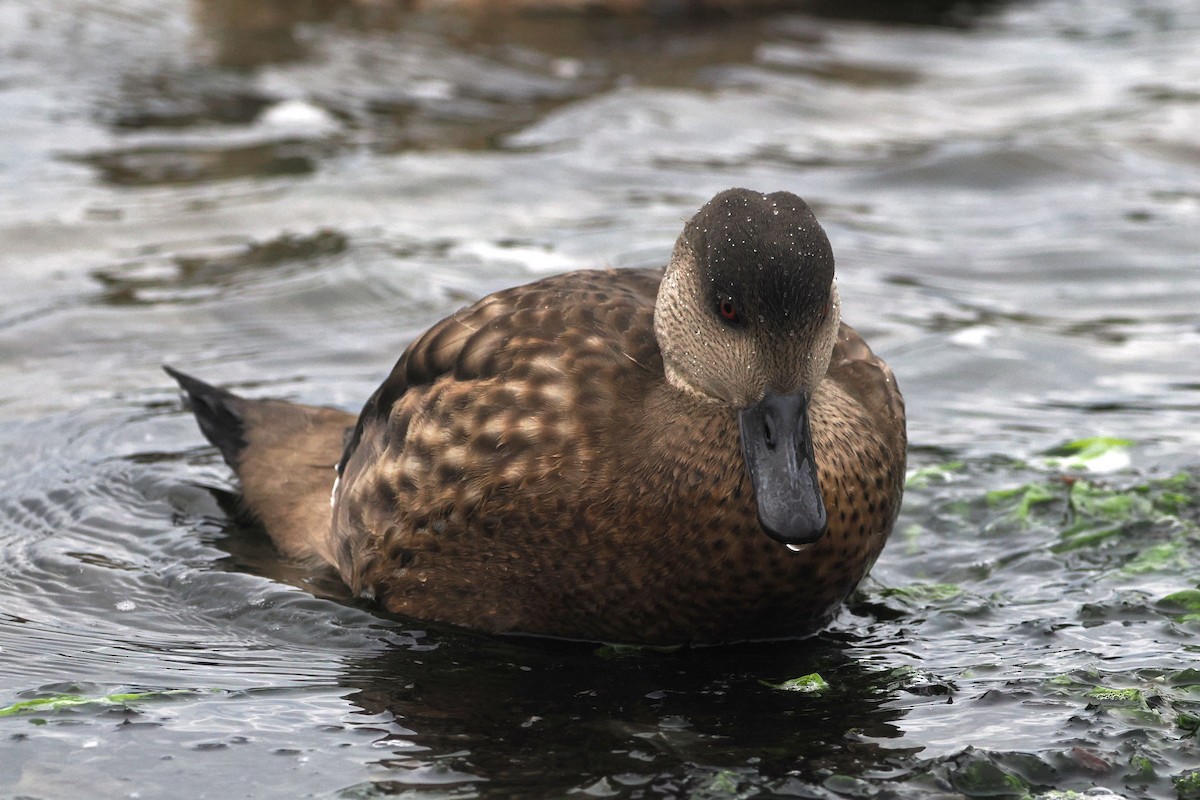 Crested Duck - ML615889655