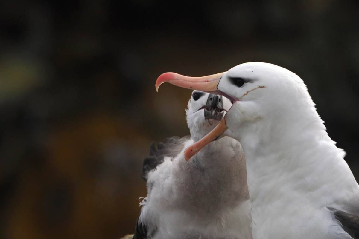 Black-browed Albatross - steve b