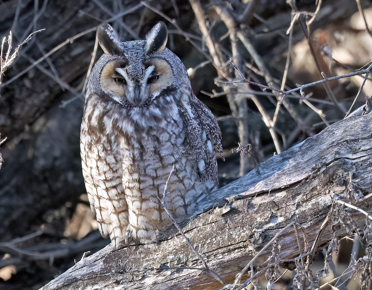Long-eared Owl - ML615889773