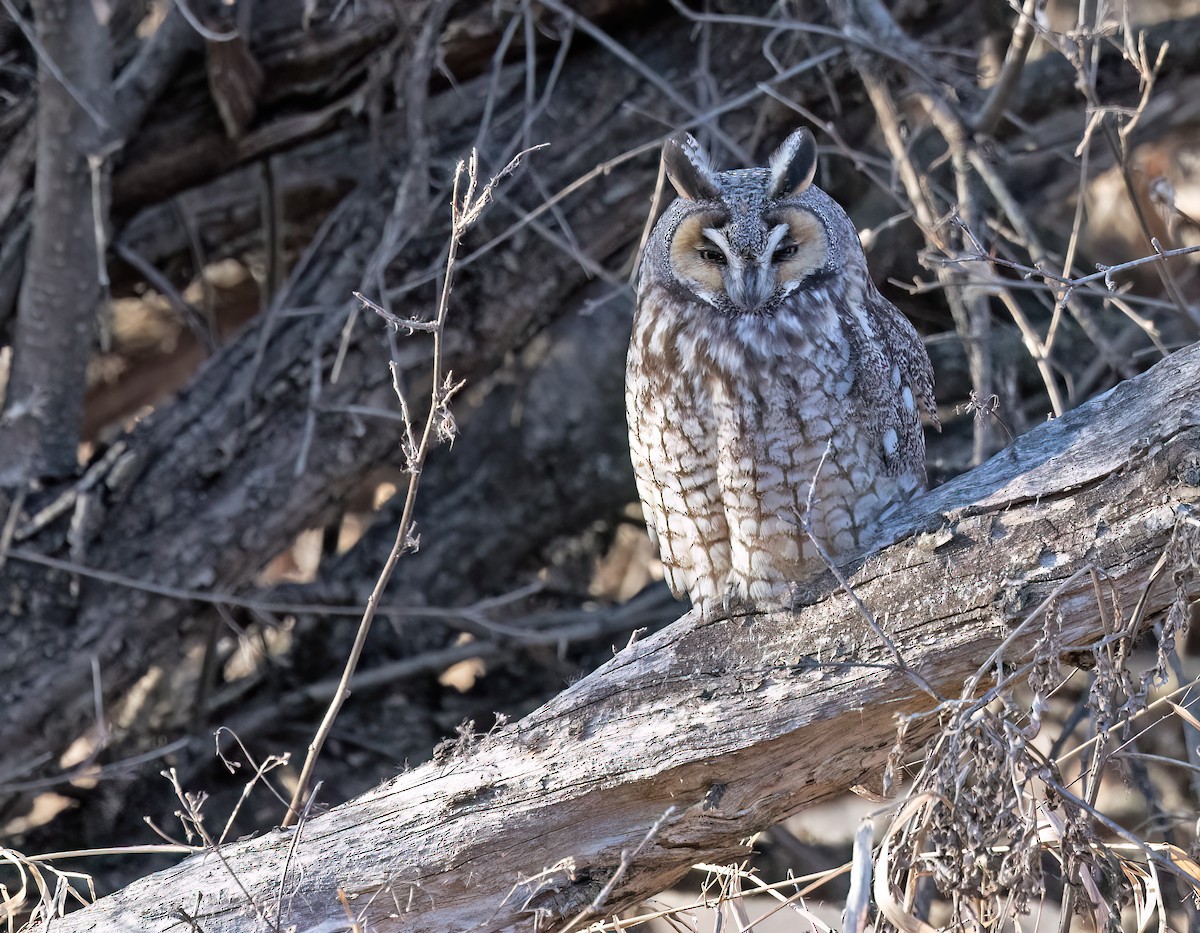 Long-eared Owl - ML615889777