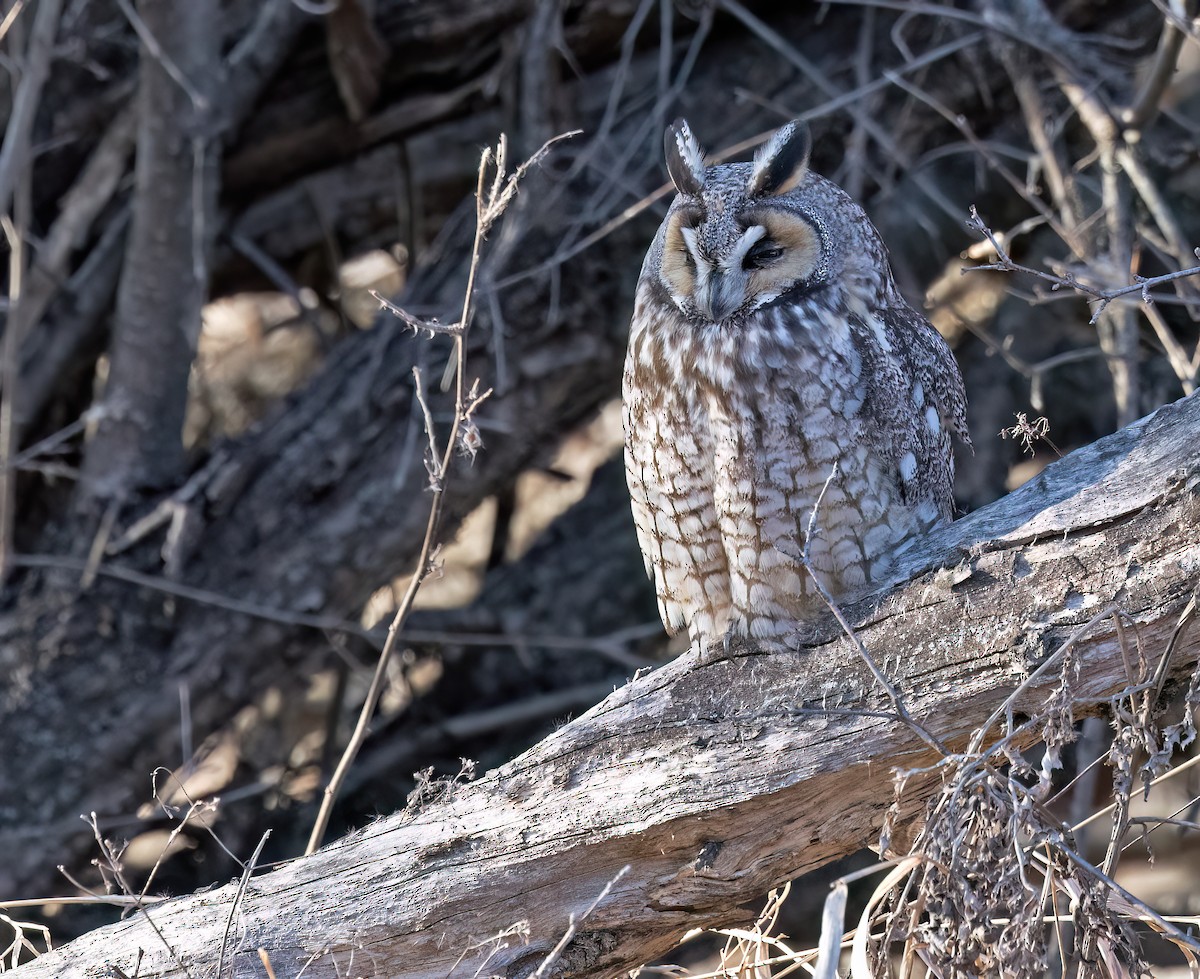 Long-eared Owl - ML615889778