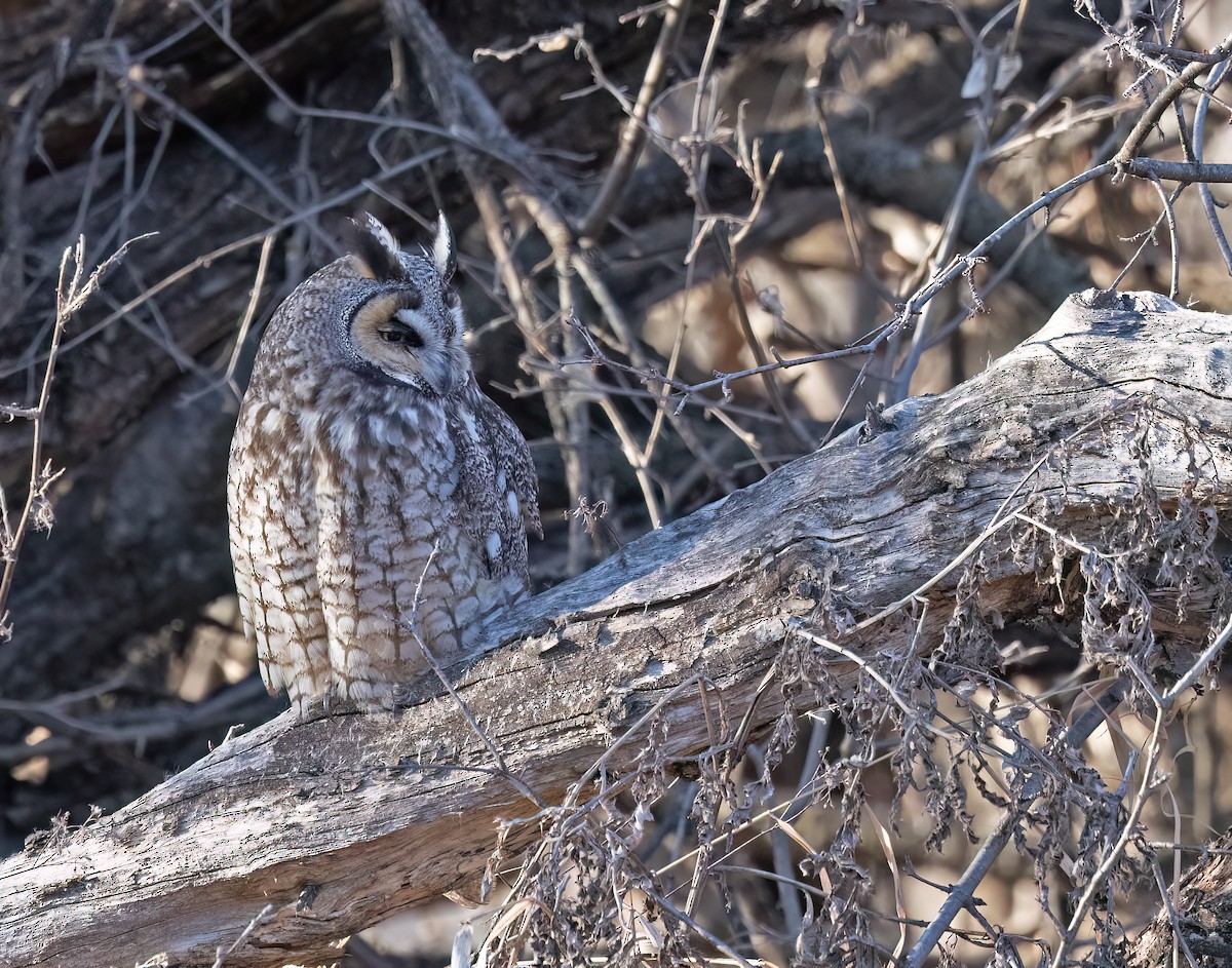 Long-eared Owl - ML615889779