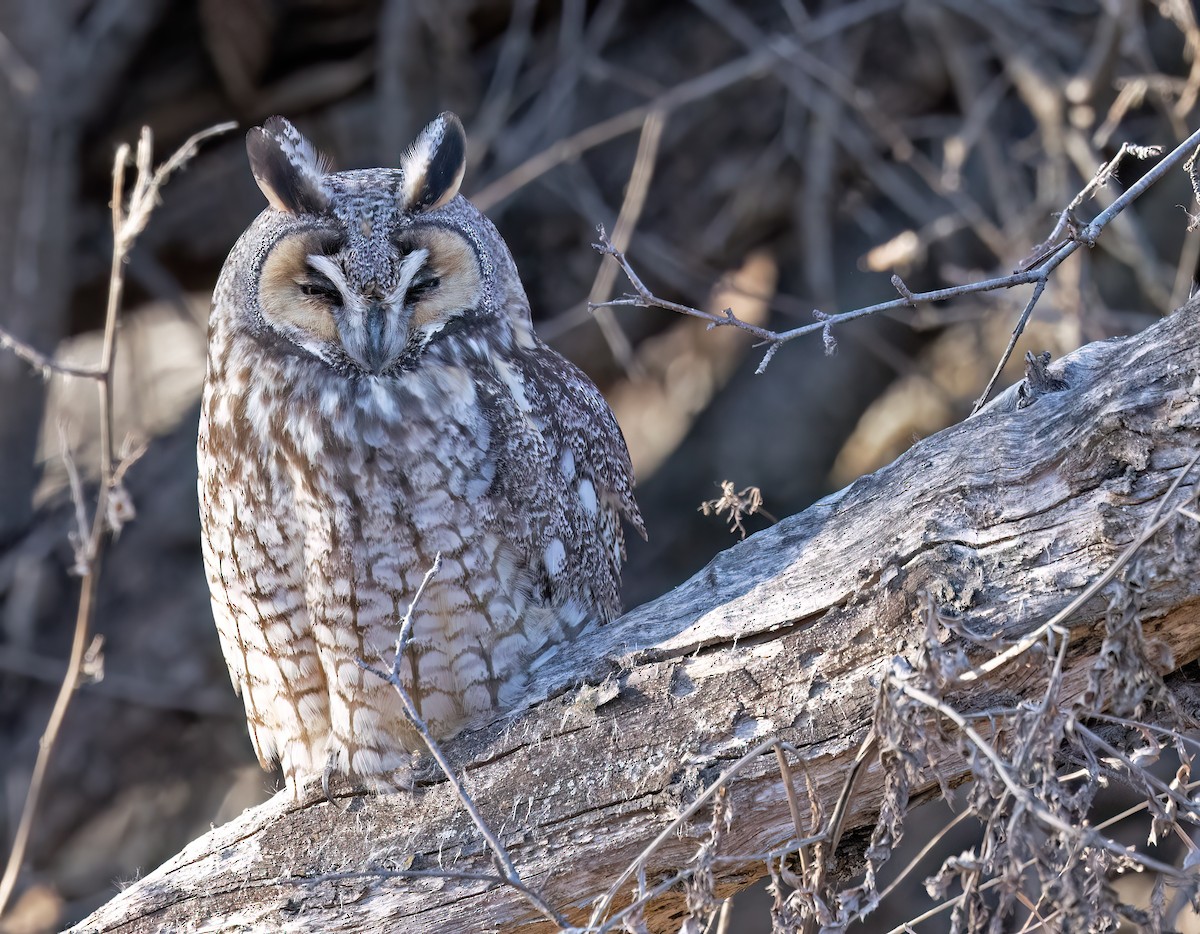 Long-eared Owl - ML615889780