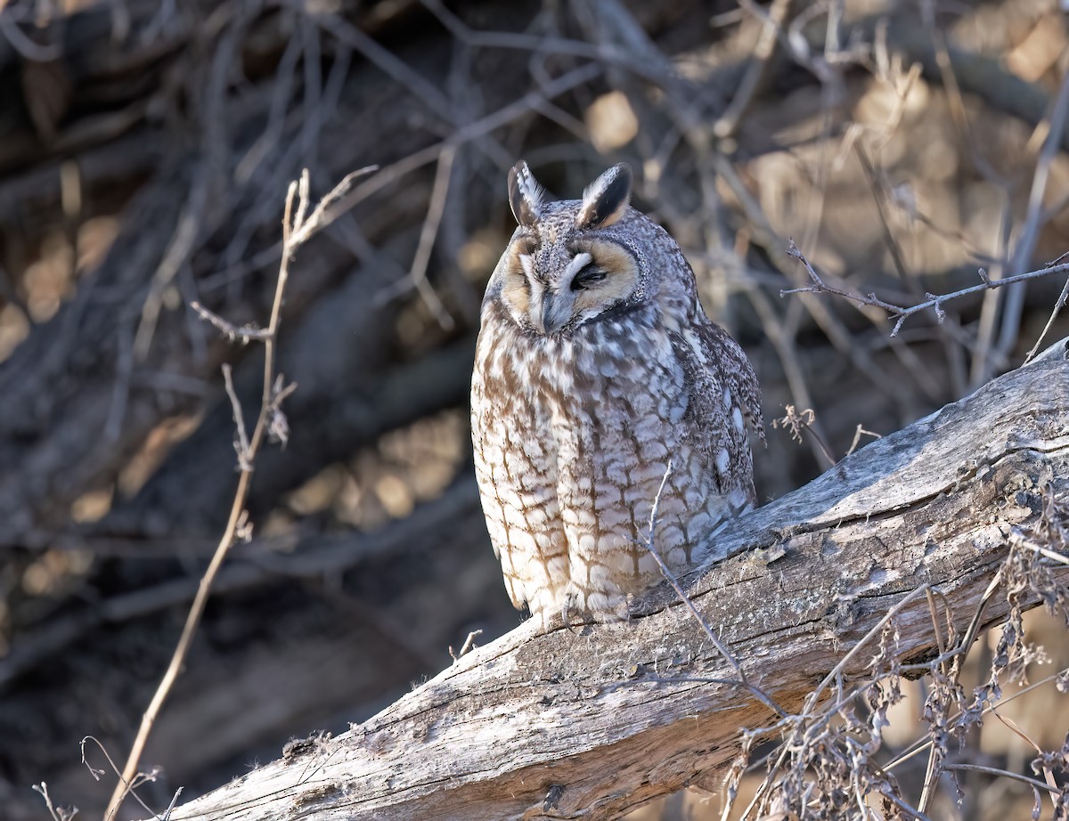 Long-eared Owl - ML615889781