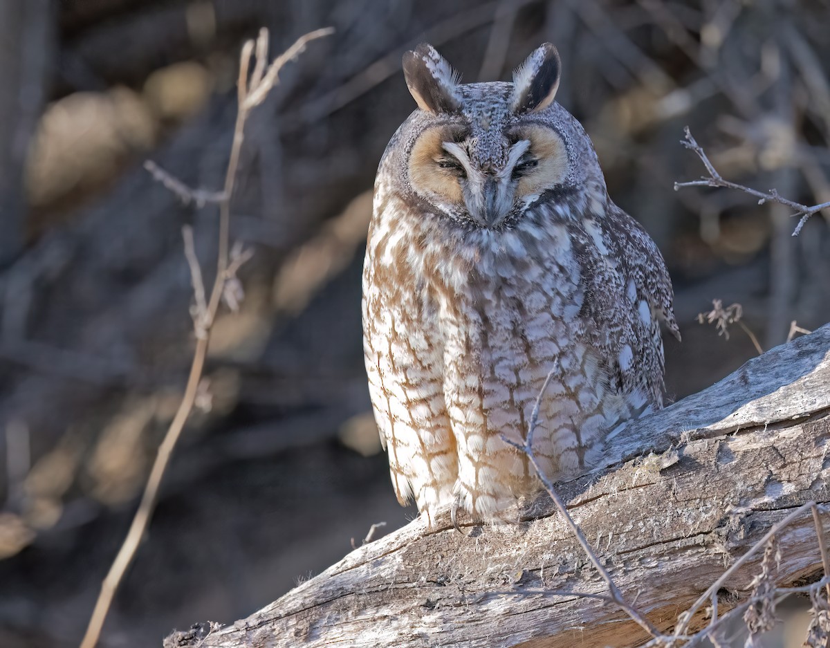 Long-eared Owl - ML615889782