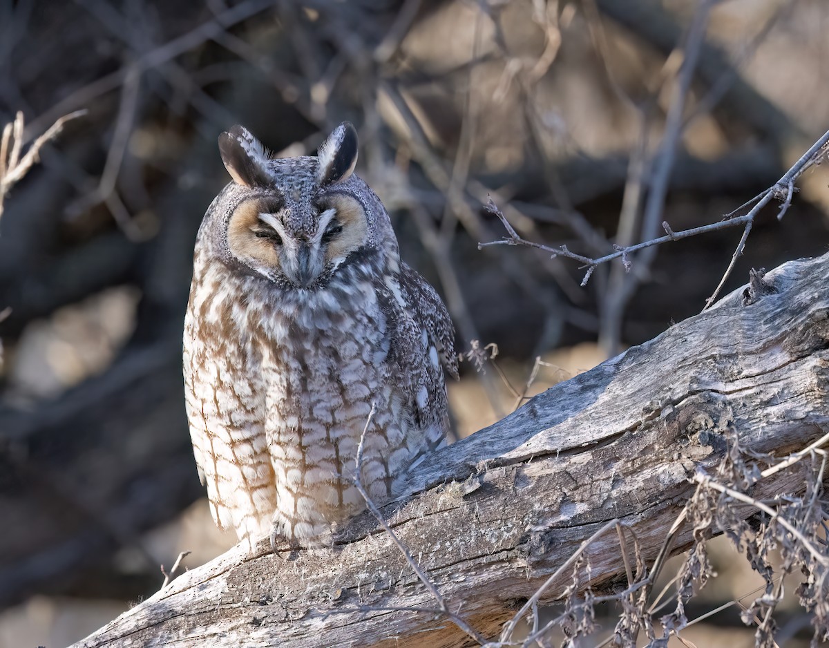 Long-eared Owl - ML615889783