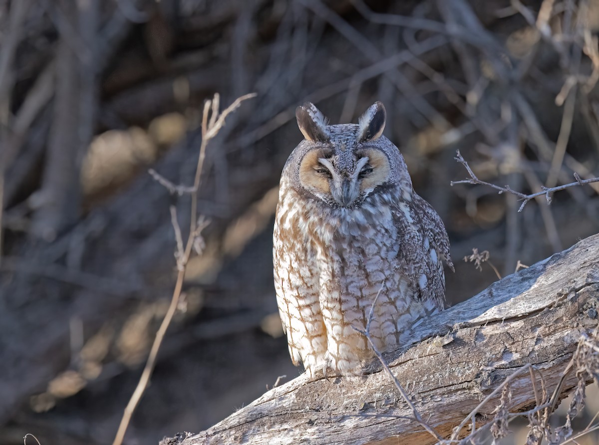 Long-eared Owl - ML615889784