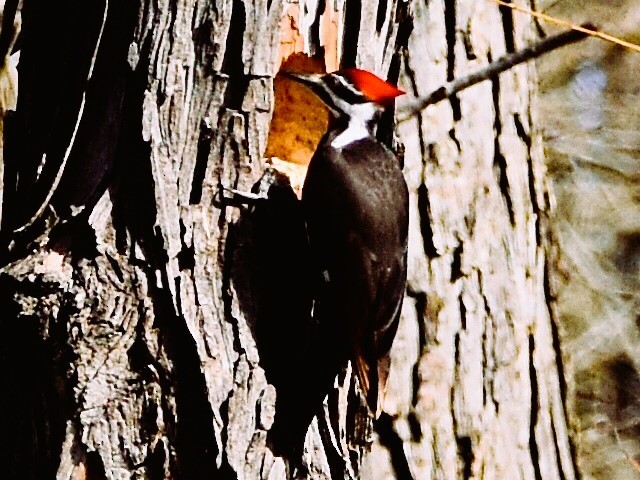 Pileated Woodpecker - ML615890056