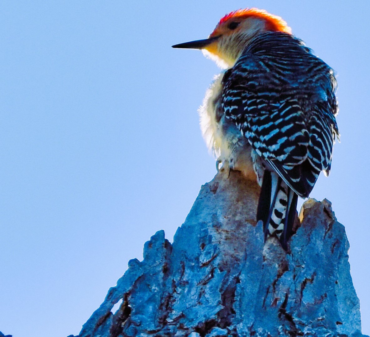 Red-bellied Woodpecker - Jason C. Martin