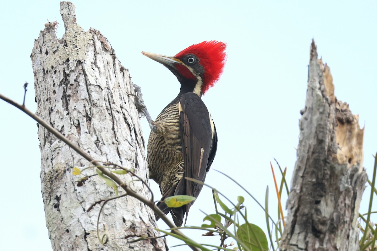 Lineated Woodpecker - Leslie Penner
