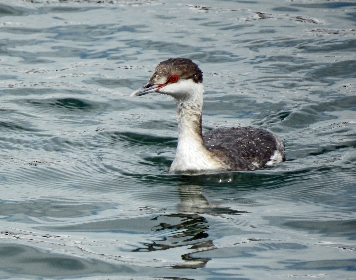 Horned Grebe - Layton Pace