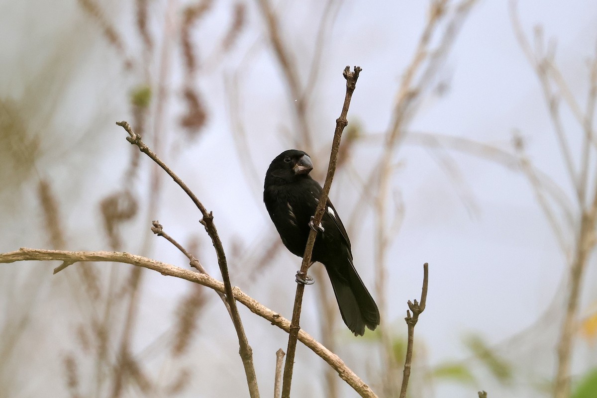 Thick-billed Seed-Finch - ML615890104