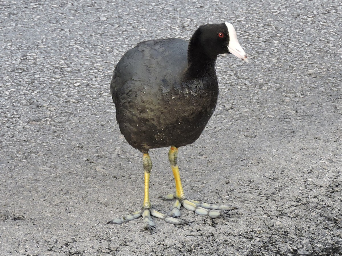 American Coot (White-shielded) - ML615890209