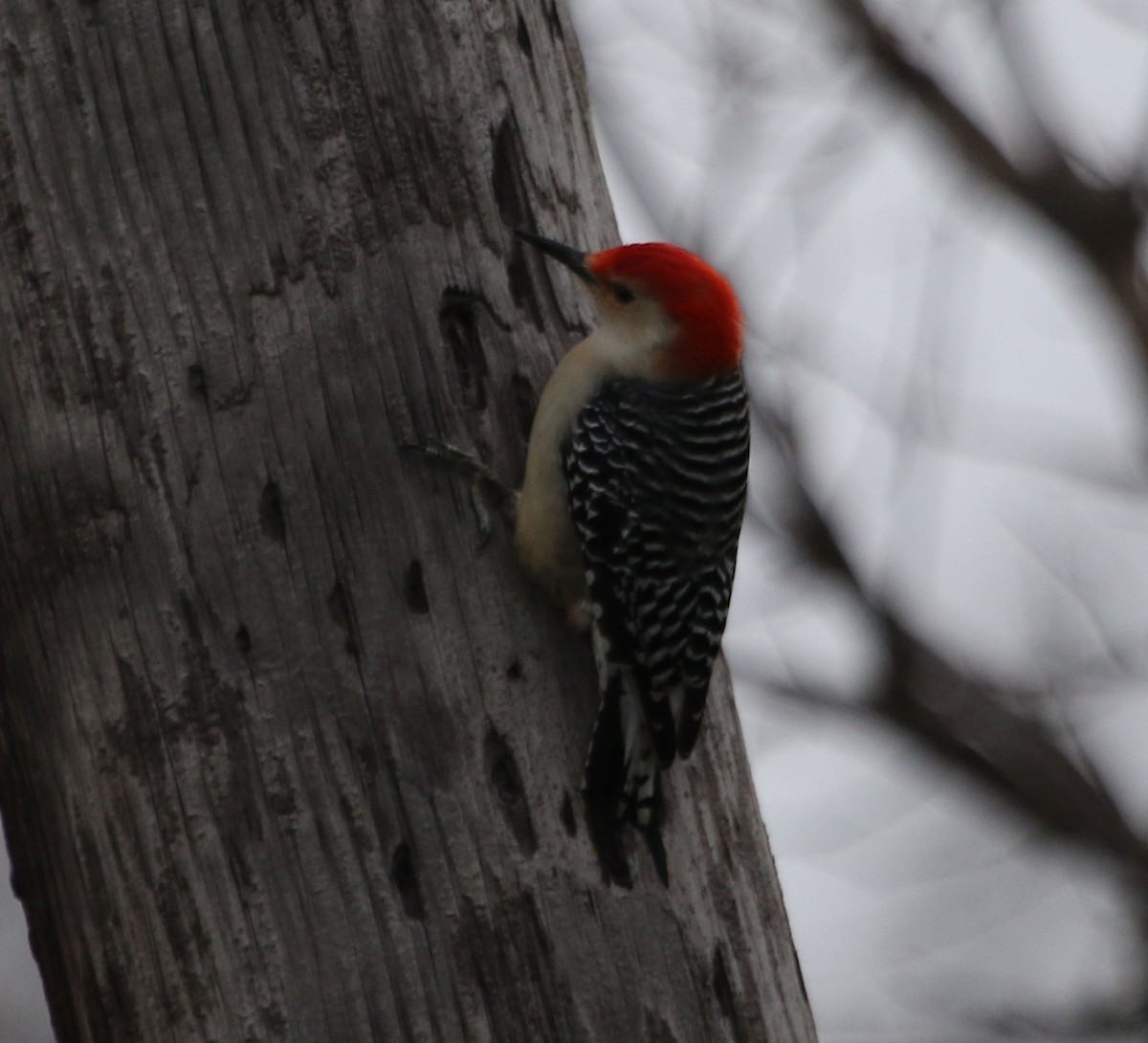 Red-bellied Woodpecker - ML615890247