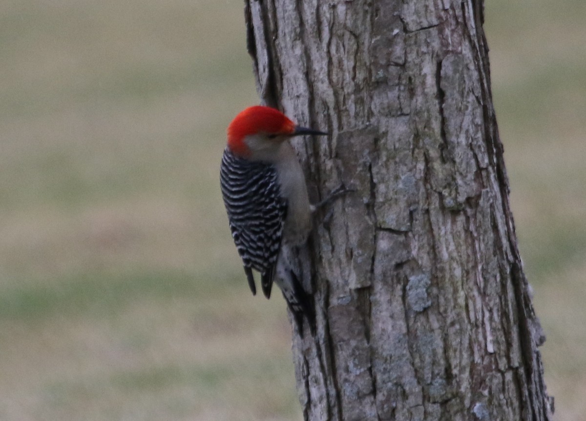 Red-bellied Woodpecker - ML615890255