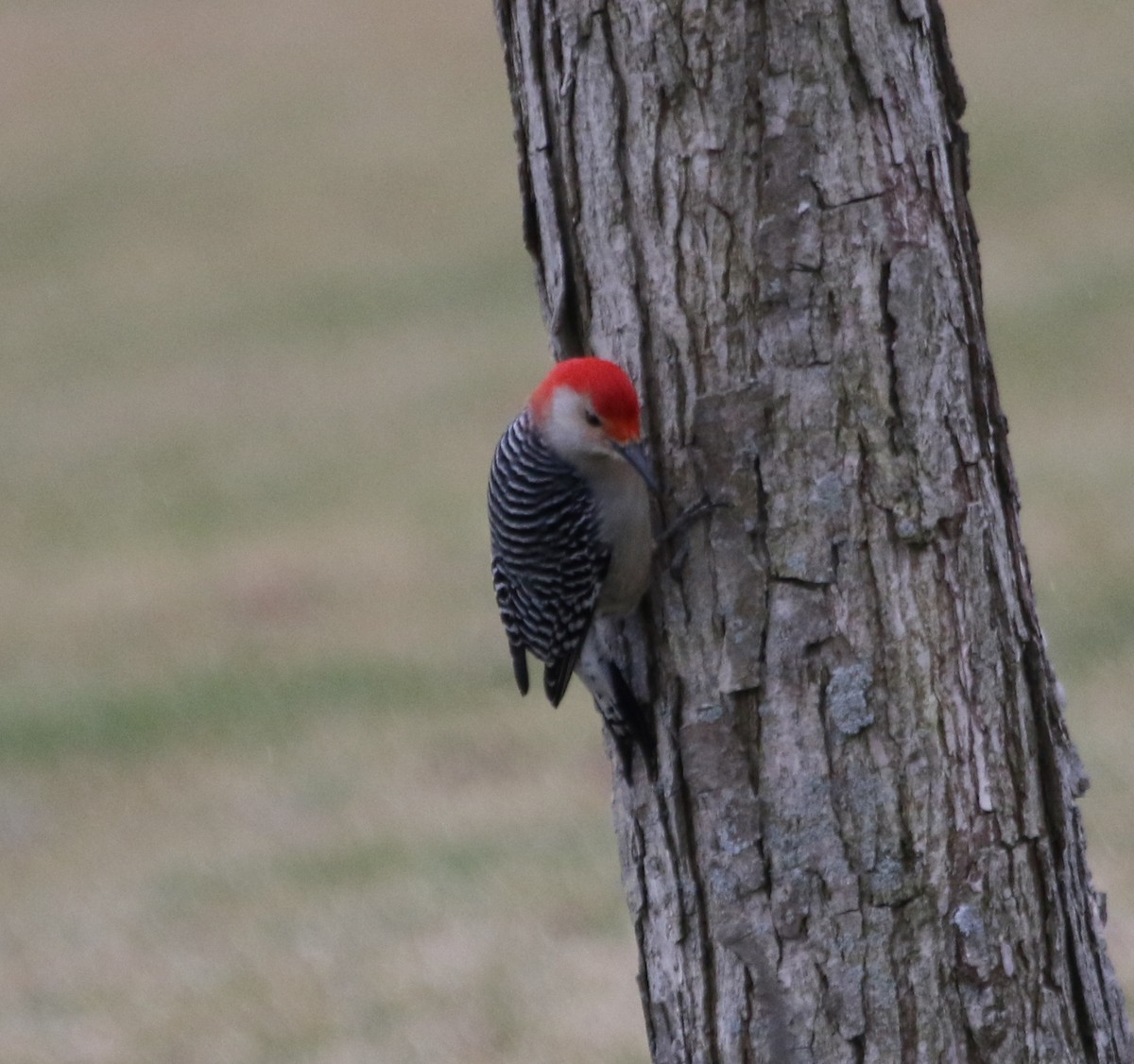 Red-bellied Woodpecker - River Ahlquist