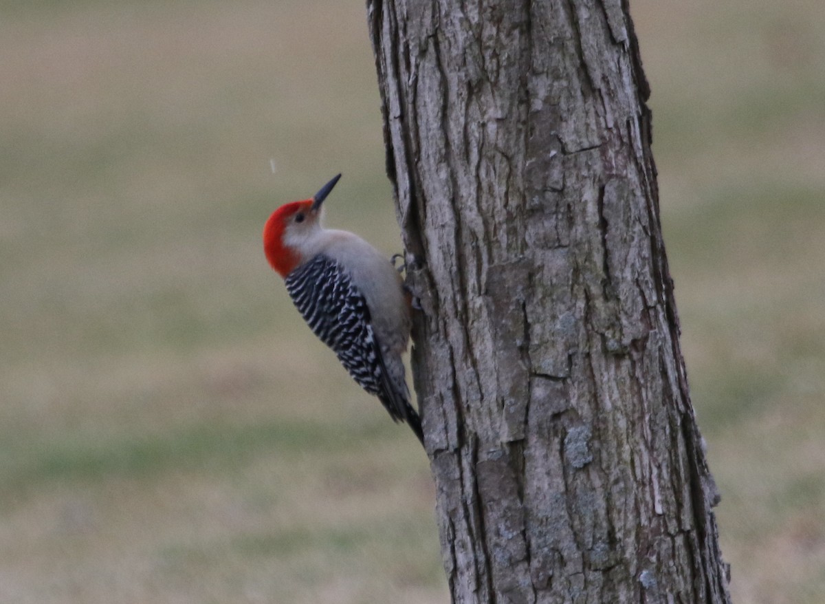 Red-bellied Woodpecker - ML615890258