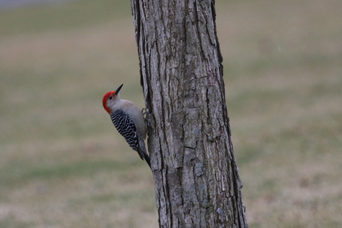 Red-bellied Woodpecker - ML615890259