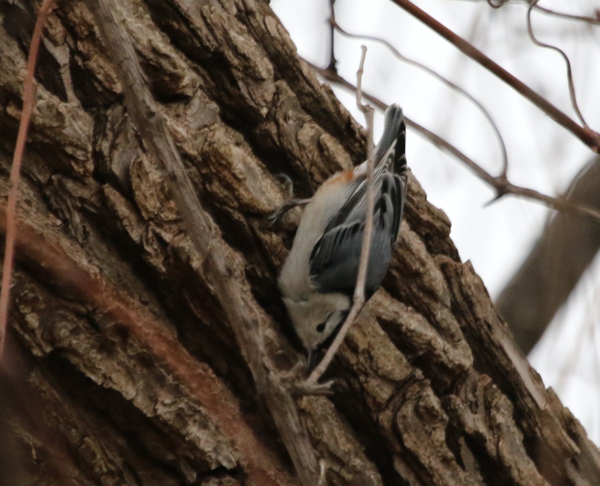 White-breasted Nuthatch - River Ahlquist