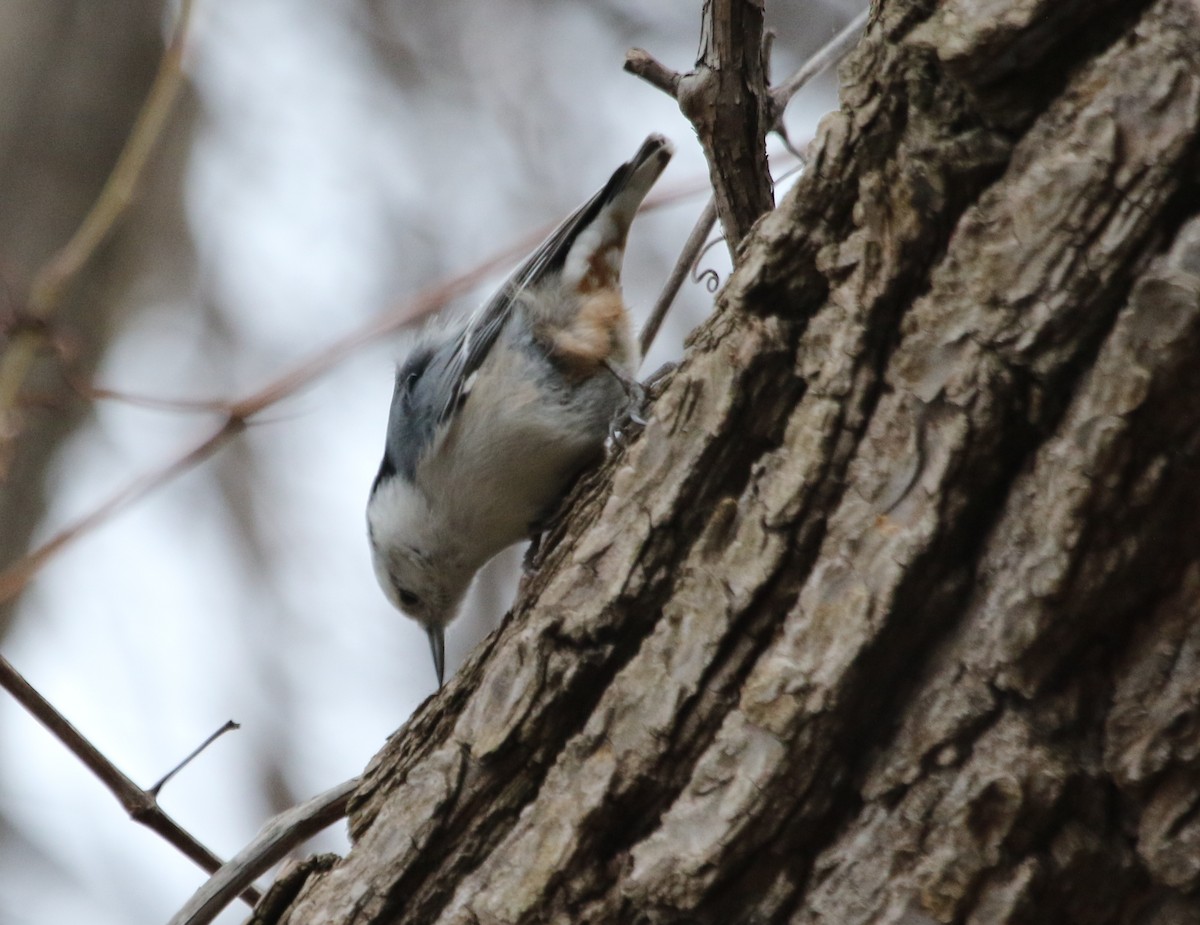 White-breasted Nuthatch - ML615890303