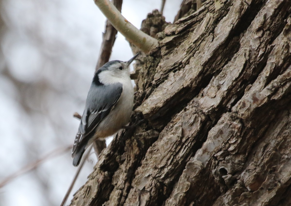 White-breasted Nuthatch - ML615890304