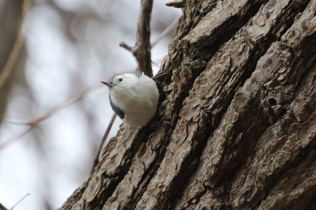 White-breasted Nuthatch - ML615890305