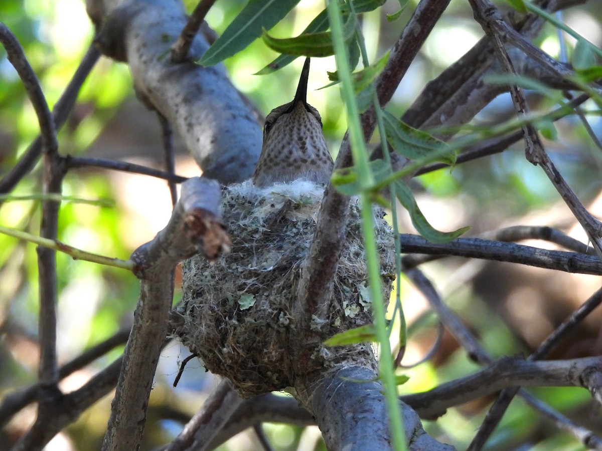 Anna's Hummingbird - ML615890401
