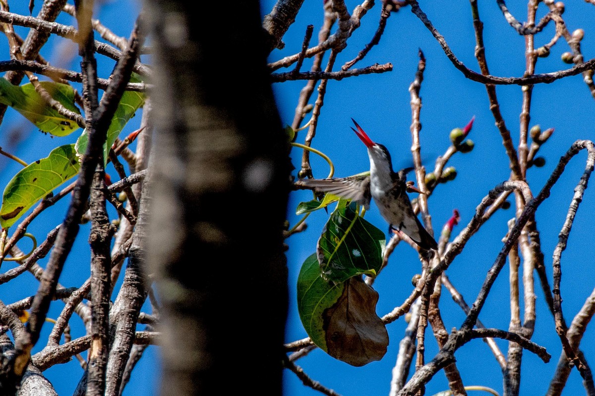 Green-fronted Hummingbird - ML615890621
