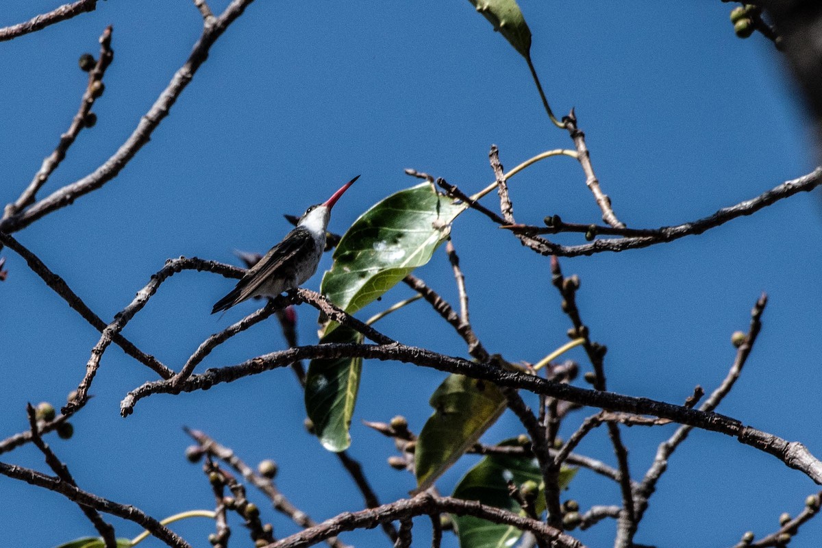 Green-fronted Hummingbird - ML615890622