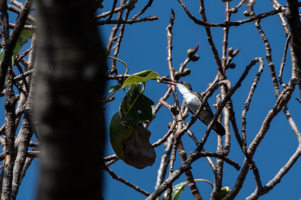 Green-fronted Hummingbird - Gayle Bachert