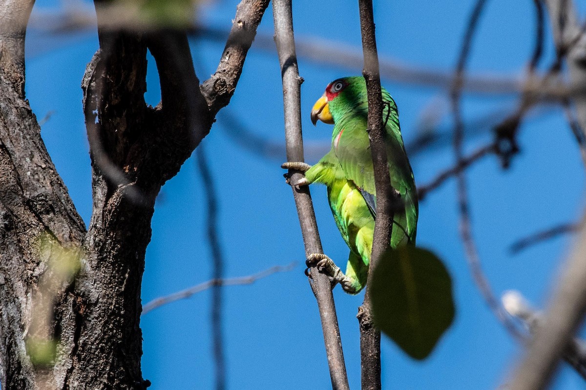 White-fronted Parrot - ML615890644