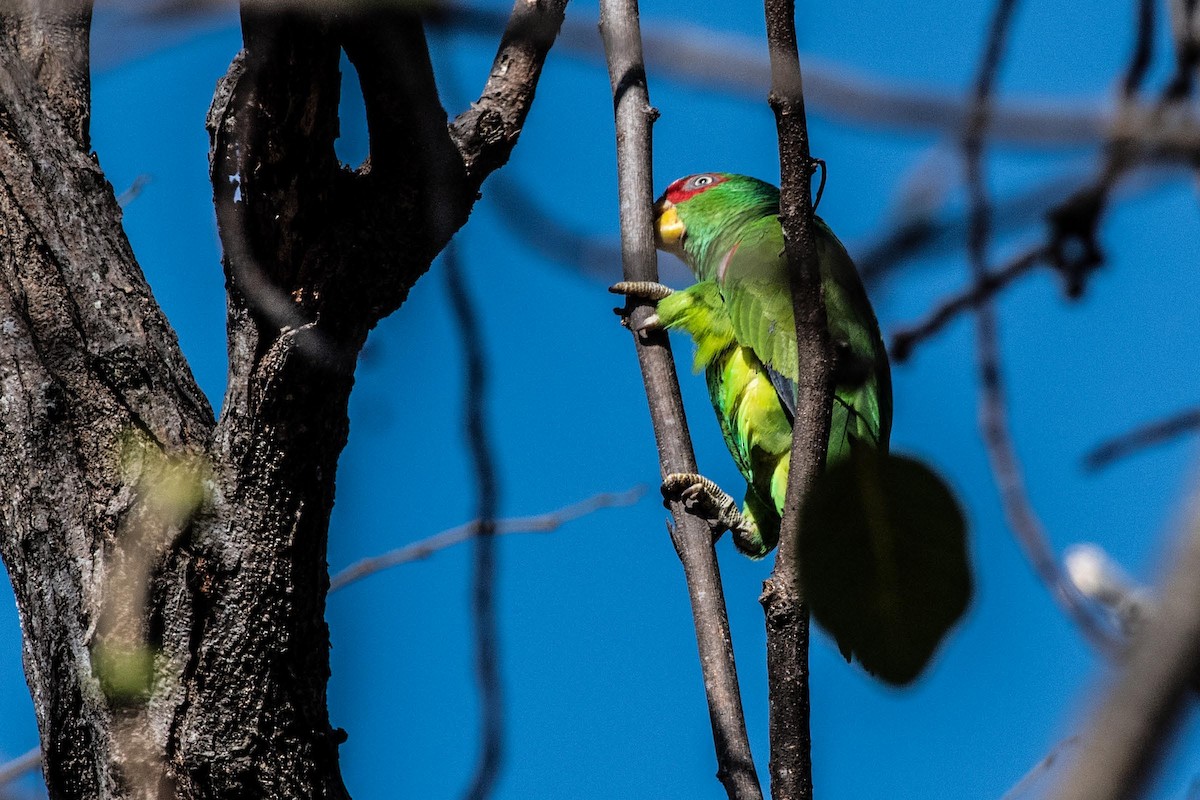 White-fronted Parrot - ML615890645