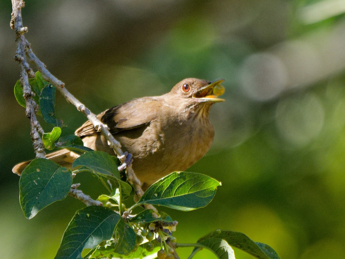 Clay-colored Thrush - Courtney Cameron