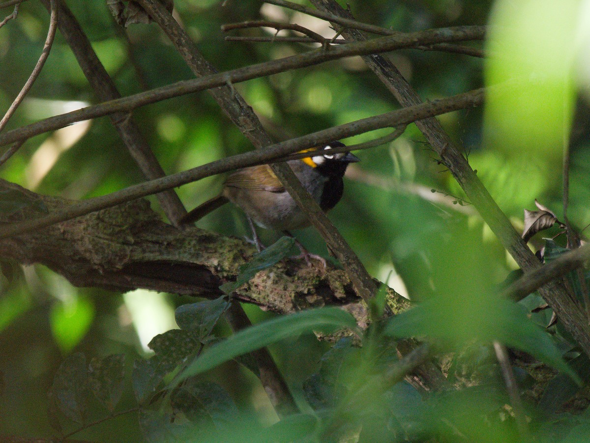White-eared Ground-Sparrow - ML615890808