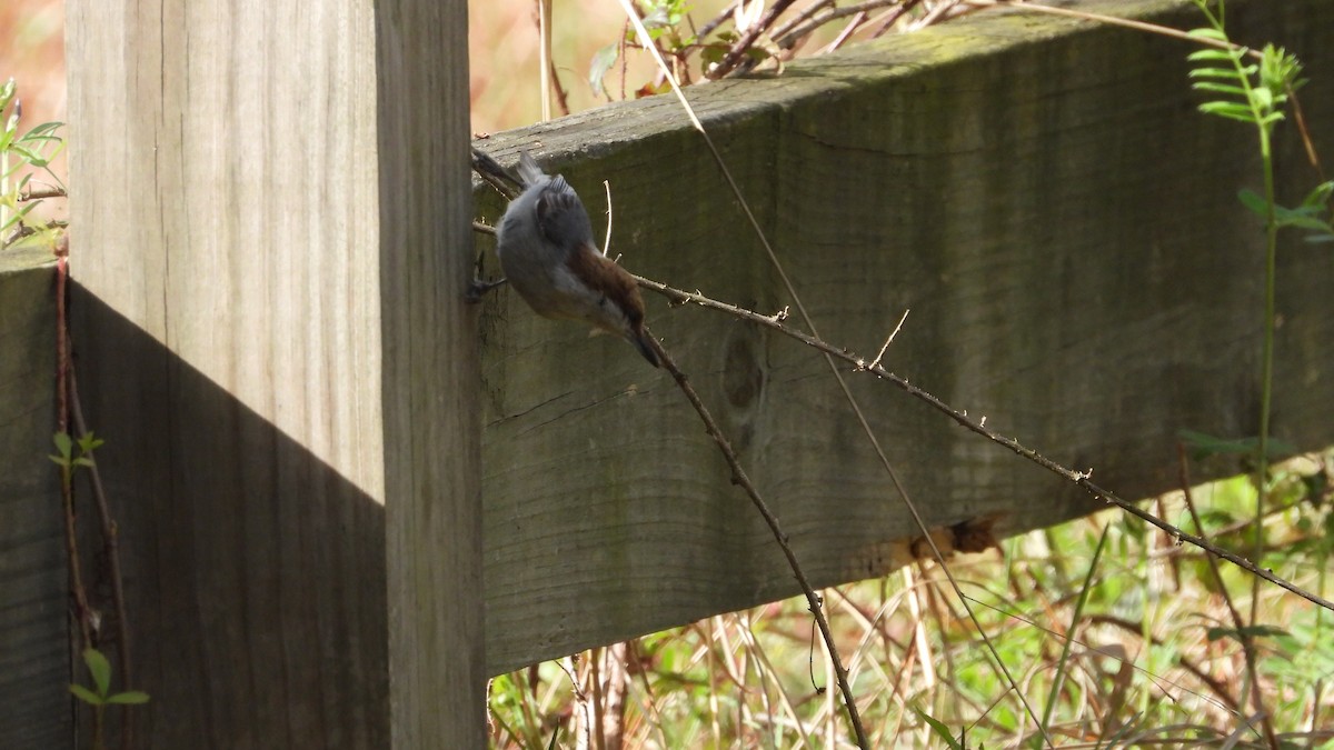 Brown-headed Nuthatch - ML615890848