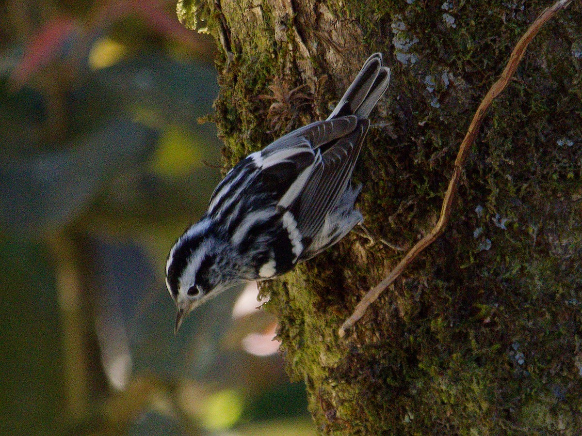 Black-and-white Warbler - Courtney Cameron