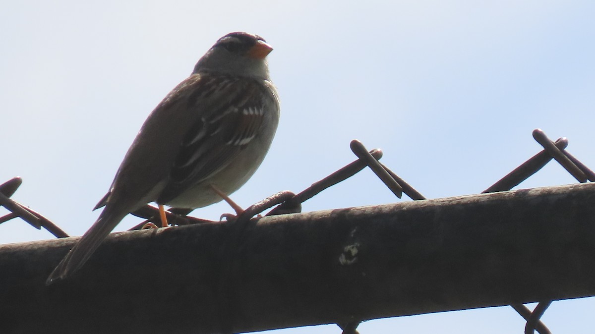 White-crowned Sparrow - ML615890855