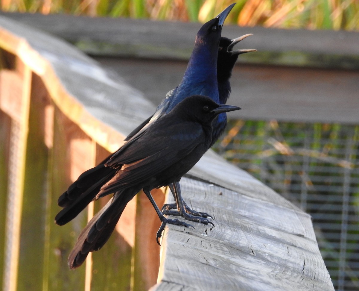 Boat-tailed Grackle - ML615890926