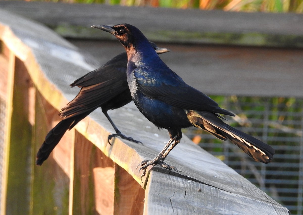 Boat-tailed Grackle - ML615890927