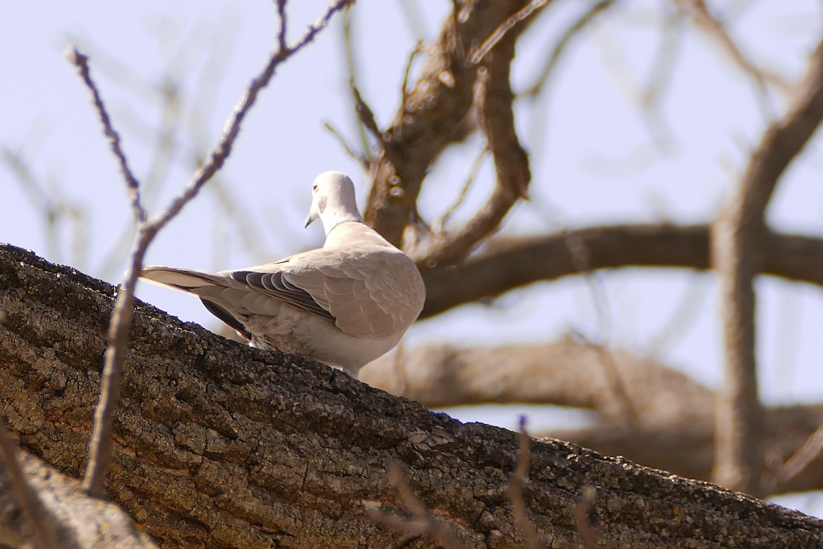 Eurasian Collared-Dove - ML615891000