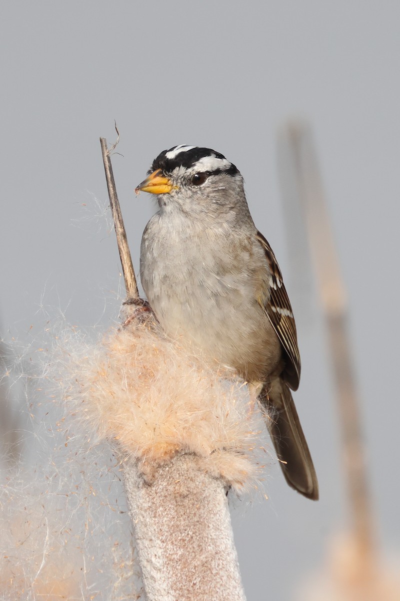 White-crowned Sparrow (Yellow-billed) - ML615891046