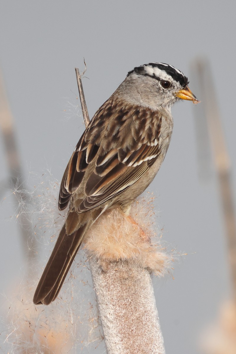 White-crowned Sparrow (Yellow-billed) - ML615891047